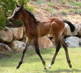 Moondarra Arabians - Foals For Sale